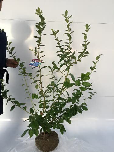 Amazon.co.jp: ブルーベリー ビッグオニール 樹高1.2m前後 根巻